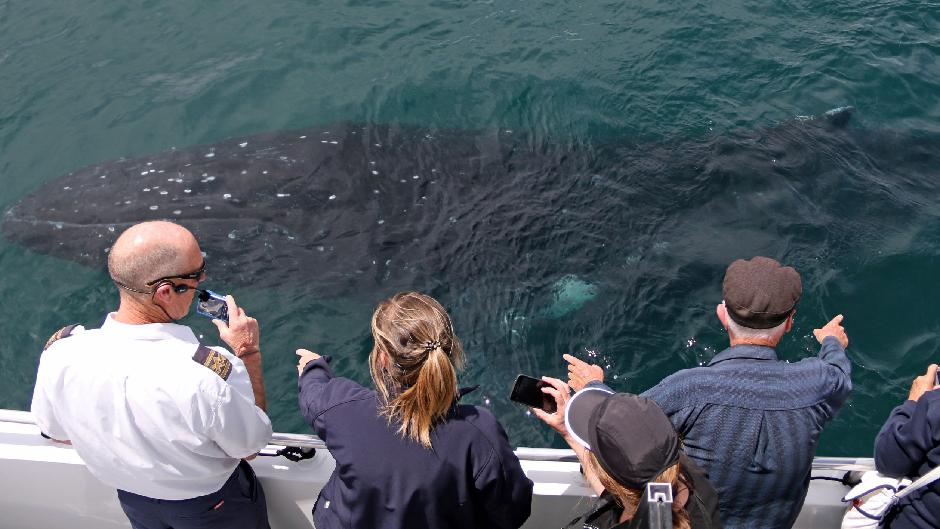 Join Jervis Bay Wild for a spectacular Whale Cruise and get up close and personal to magnificent humpback whales!